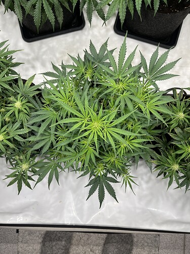 Growreport Bild 17