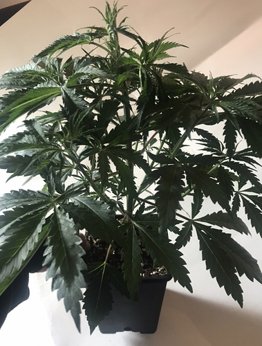 Growreport Bild 4