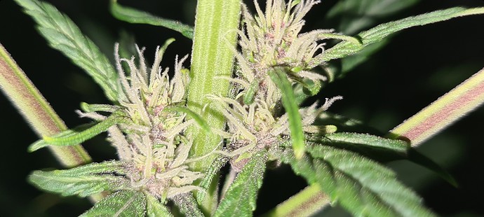 Growreport Bild 1