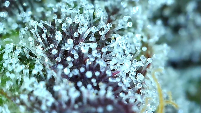 Growreport Bild 56