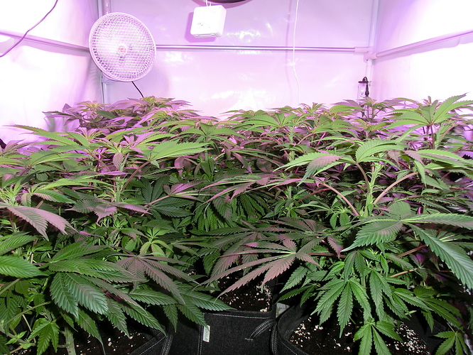 Growreport Bild 4