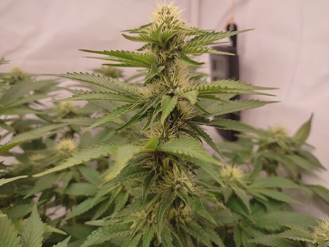 Growreport Bild 4