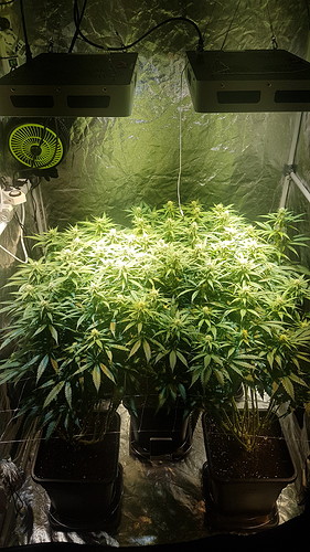 Growreport Bild 2