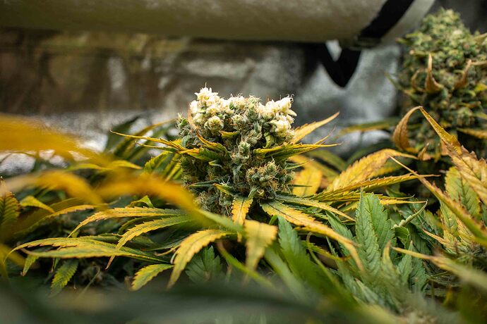 Growreport Bild 14
