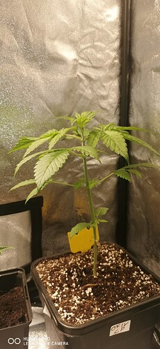 Growreport Bild 34