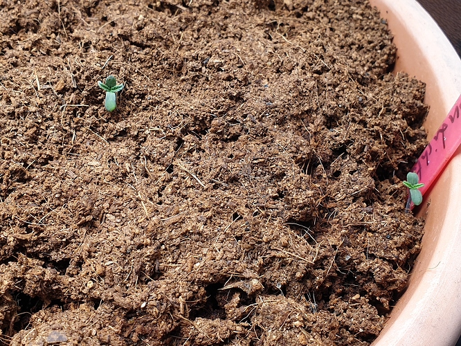 Growreport Bild 5