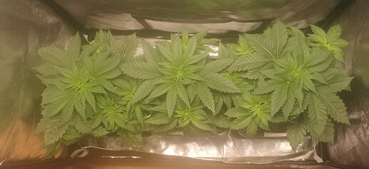 Growreport Bild 11