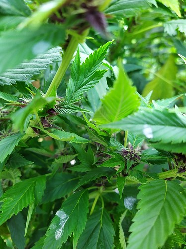 Growreport Bild 13