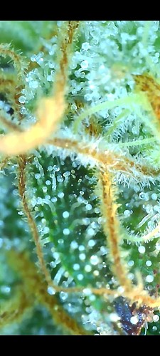 Growreport Bild 15