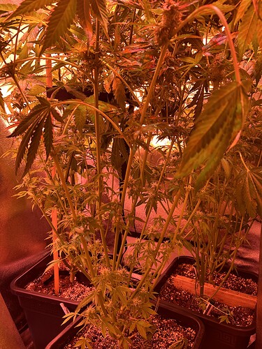Growreport Bild 6