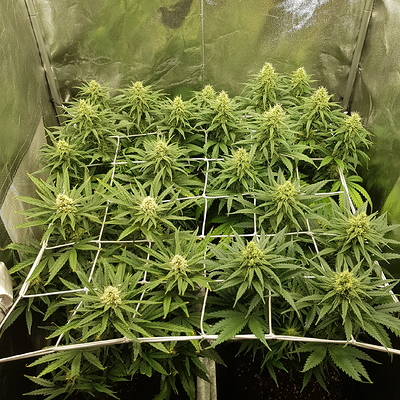 Growreport Bild 10