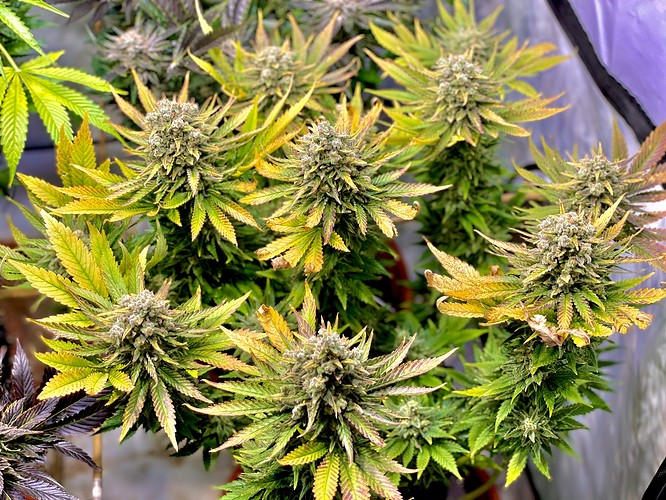Growreport Bild 6