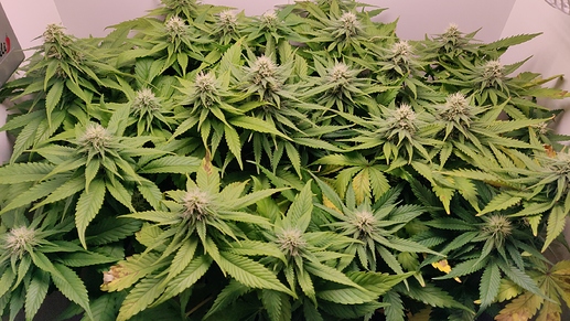 Growreport Bild 1
