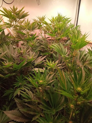 Growreport Bild 14