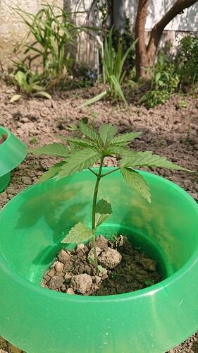 Mimosa b