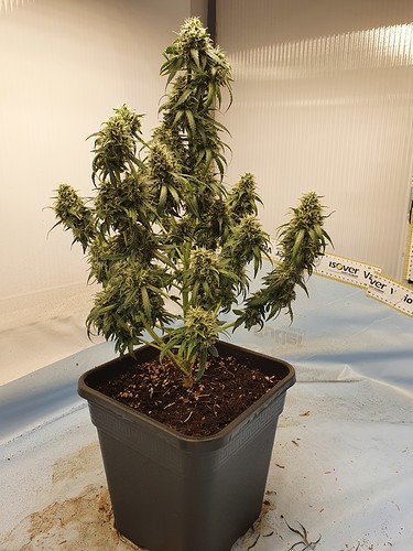 Growreport Bild 3