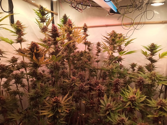 Growreport Bild 55