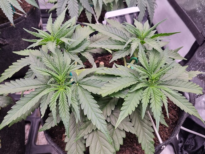 Growreport Bild 4