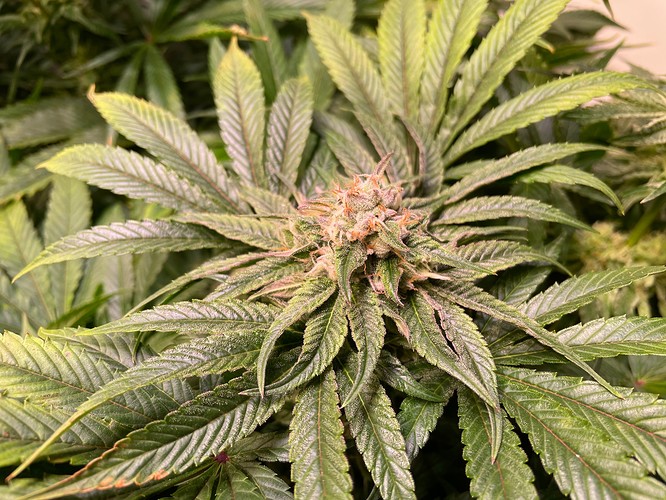 Growreport Bild 6