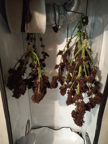 Growreport Bild 6