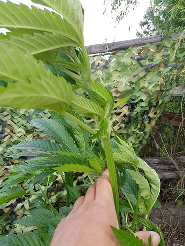 Growreport Bild 2