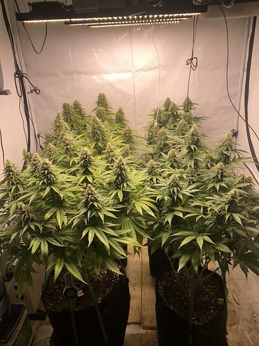 Growreport Bild 1