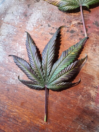 Growreport Bild 22