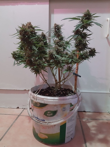 Growreport Bild 4