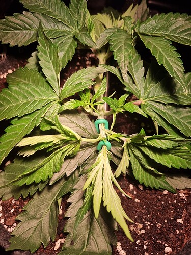 Growreport Bild 11