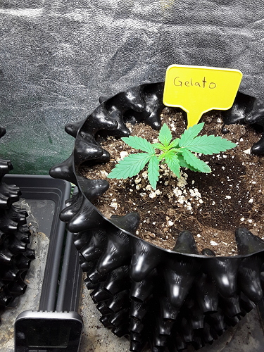 Growreport Bild 13