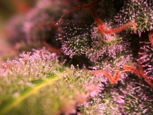 Growreport Bild 3