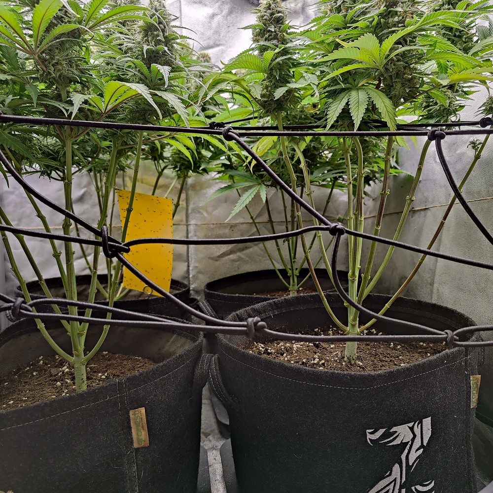 Strawberry Kush auf Coco/Erde organisch