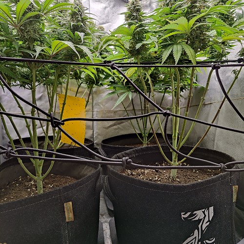 Growreport Bild 18