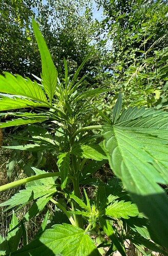 Growreport Bild 4