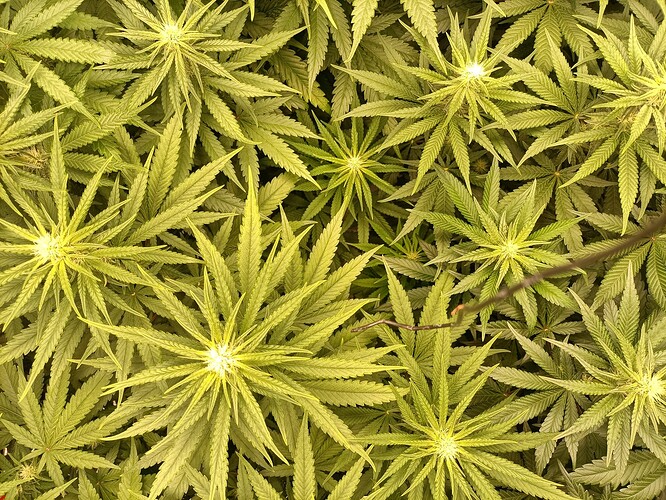 Growreport Bild 8