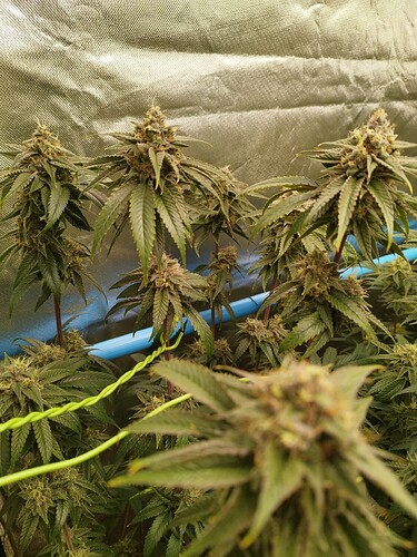 Growreport Bild 3