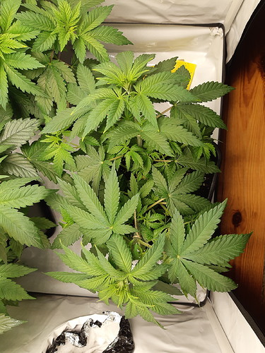 Growreport Bild 2