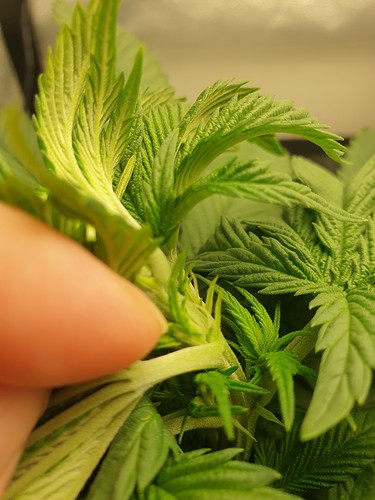 Growreport Bild 4