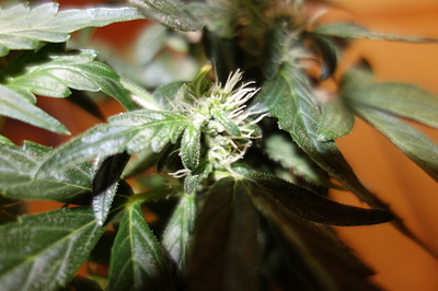 Growreport Bild 30