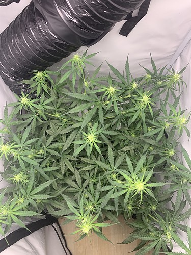 Growreport Bild 19
