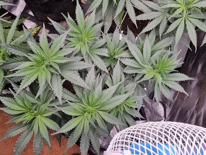 Growreport Bild 30