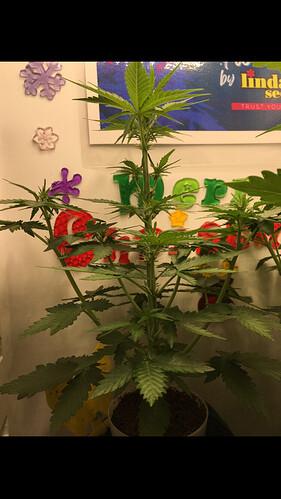 Growreport Bild 8