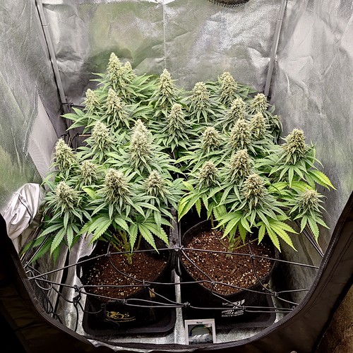 Growreport Bild 1