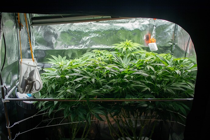 Growreport Bild 4