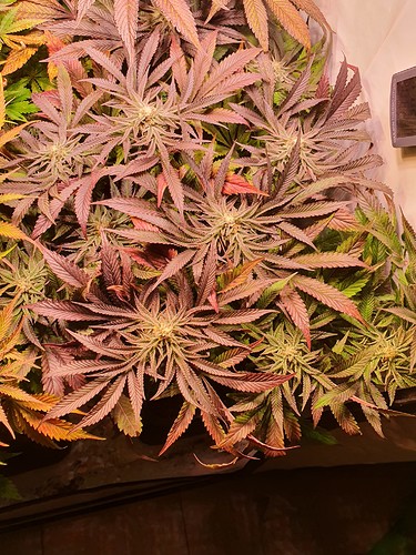 Growreport Bild 2