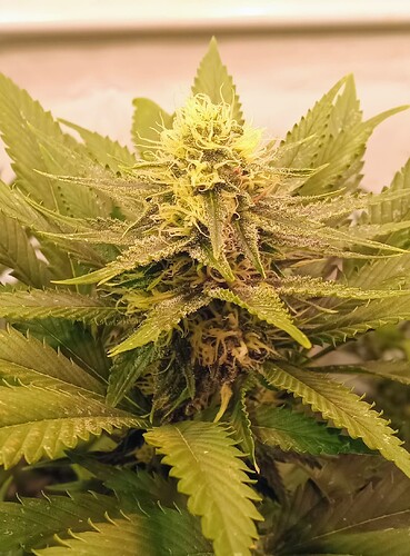 Growreport Bild 5