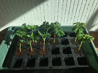 Growreport Bild 4