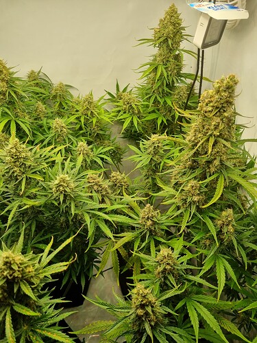 Growreport Bild 4