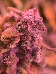 Growreport Bild 23