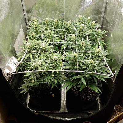 Growreport Bild 3
